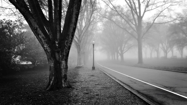 An oak tree divides into three heavy branches in the foreground, while a road disappears into fog with a Victorian-looking street lamp in the center of the frame.